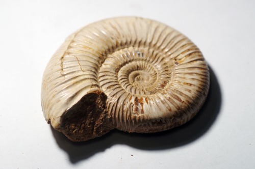 80Mm 중형 쥐라기 표준화석 마다가스카르 암모나이트(Jurassic Index Fossil Ammonites)-190419-4화석월드